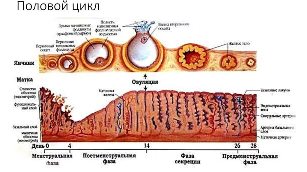 Овуляцией называется выход яйцеклетки. Апоплексия яичника патогенез. Овариально маточный цикл. Схема менструационного цикла маточный. Маточный цикл фазы схема.