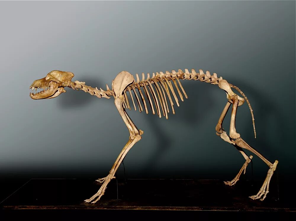 Облегченный скелет. Скелет тушканчика. Скелет палеопропитеков. Скелеты разных животных.