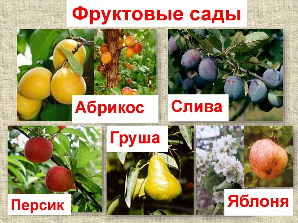 Кубановедение 3 класс твои земляки труженики. Плодоводство. твои земляки труженики 3 класс. твои земляки труженики кубановедение 3 класс. плакат на тему плодоводство.