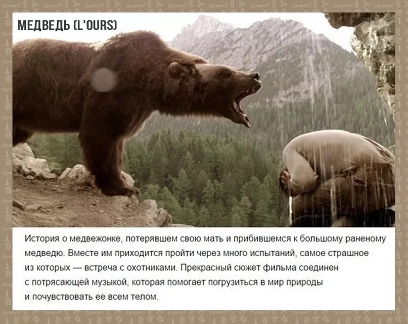 Недоеденные медведем рассказывают. Охота иллюстрации. Встречи с медведем рассказы. Медведь гризли шатун. Встречи с медведем рассказы.