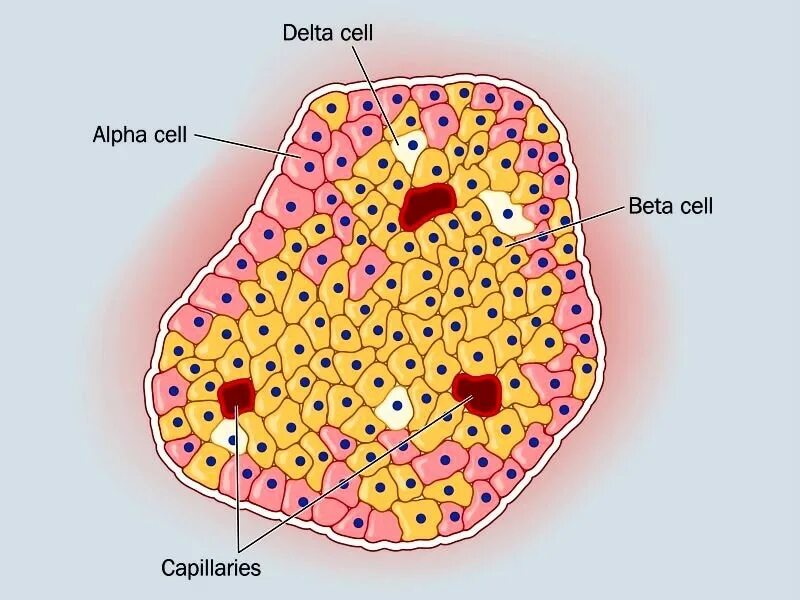 Β клеток островков лангерганса. Бета клетки поджелудочной железы. Островки Лангерганса поджелудочной железы. Альфа и бета клетки поджелудочной железы. Клетки островков Лангерганса.