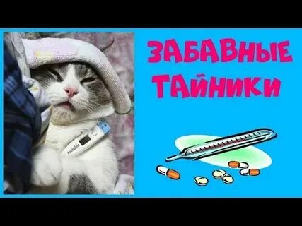 Почему кошка дрожит всем телом