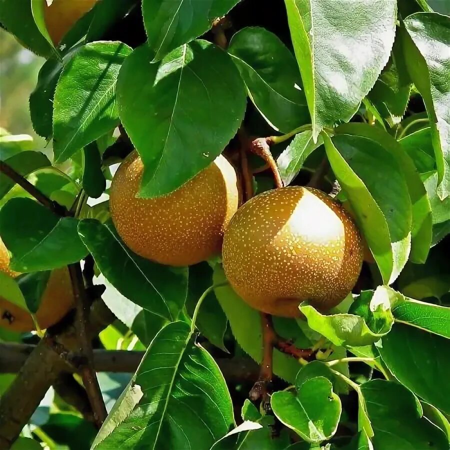 Открытие для многих: Доминиканская Япония и праздник цветущей сакуры на Карибах.