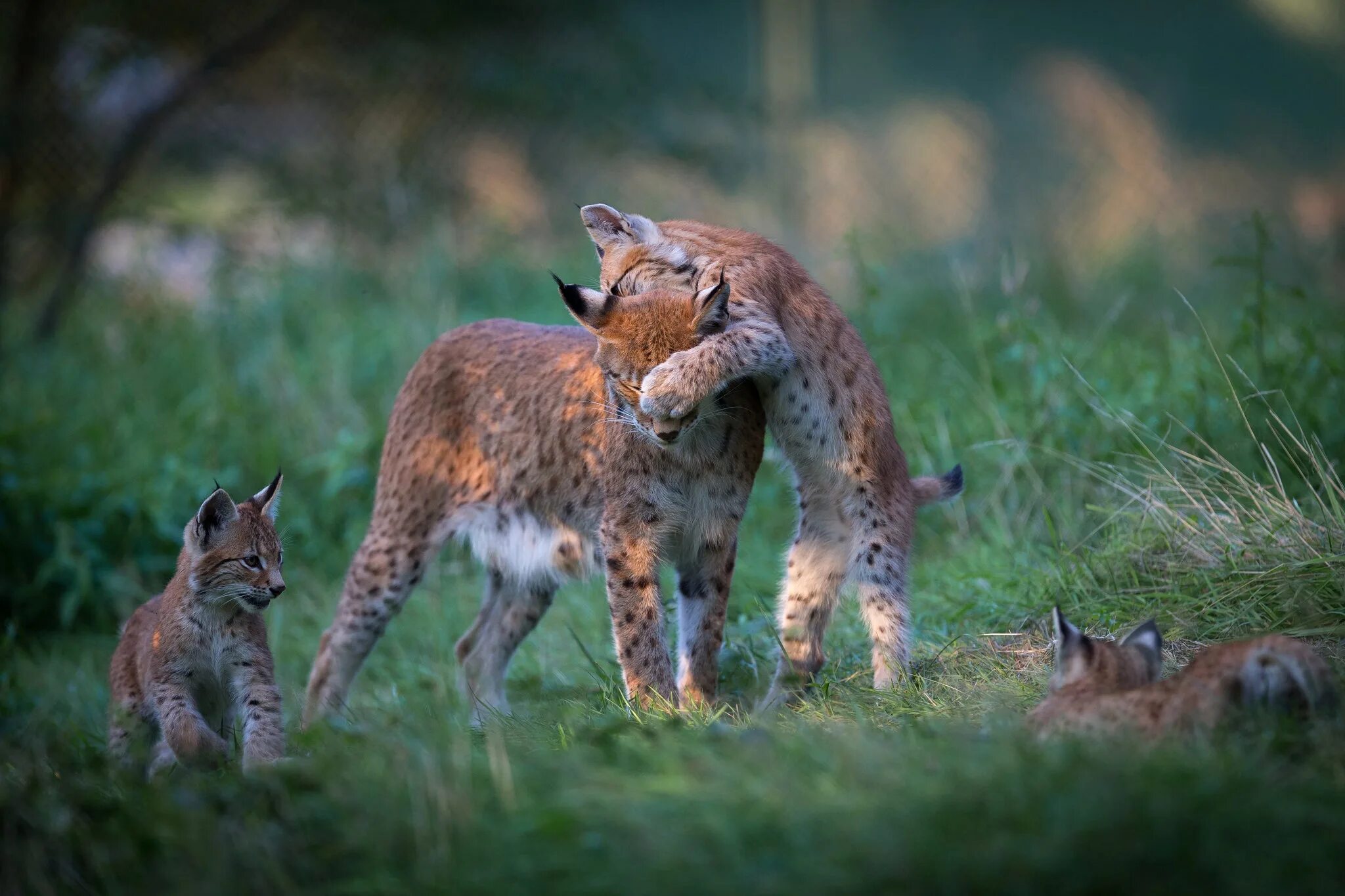 Рысь (Lynx Lynx) в дикой природе. Рысь с рысятами. Рысь с выводком. Семья рысей. Как собрать рысь