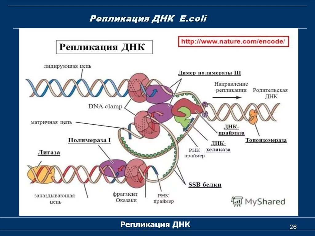 Репликация ДНК биохимия этапы. Репликация ДНК биология. Репликация ДНК ЕГЭ ферменты. ДНК полимераза репликация ДНК. 3 этапа репликации