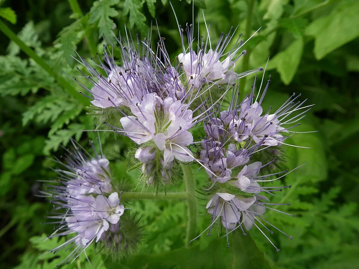 Фацелия. Цветок фацелия. Фацелия пижмолистная Phacelia tanacetifolia. Сидерат фацелия Радуга.