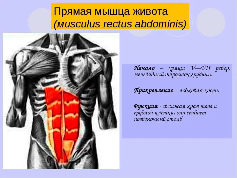 Передняя прямая мышца живота. Поперечная мышца живота анатомия. Прямая мышца живота. Функция прямой мышцы живота. Прямая мышца живота анатомия функции.