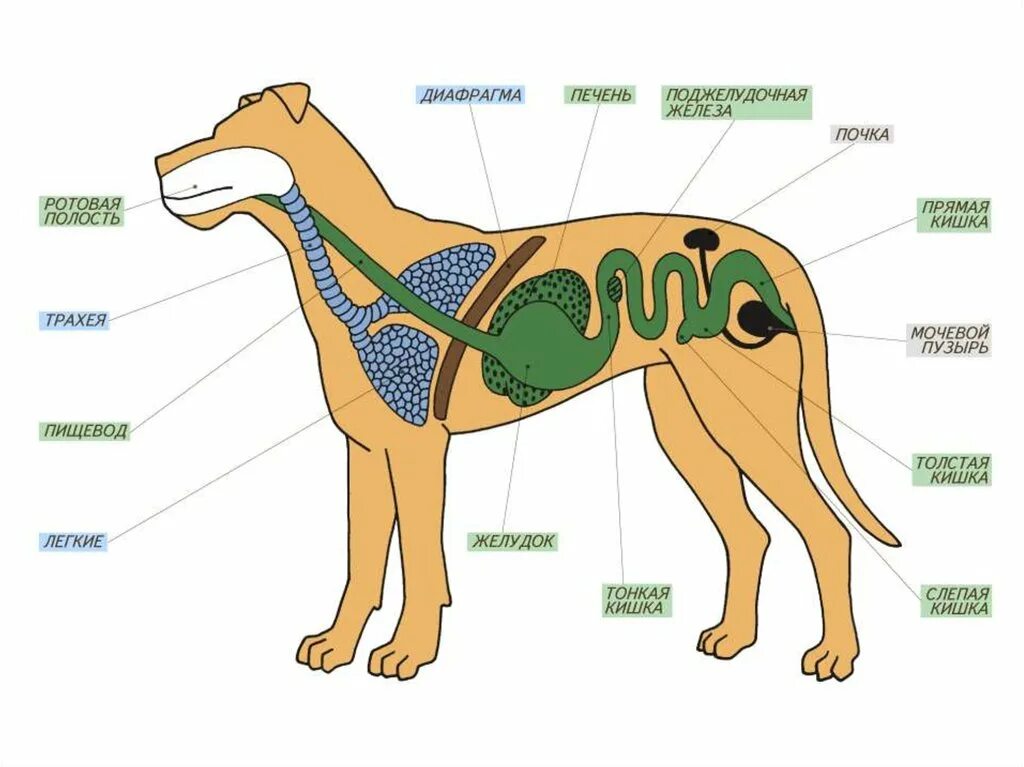 Тело млекопитающих подразделяется на. Строение внутренних органов собаки схема. Внутреннее строение млекопитающих схема. Внутренне строение органов собаки. Внутренне строение собаки скелета.
