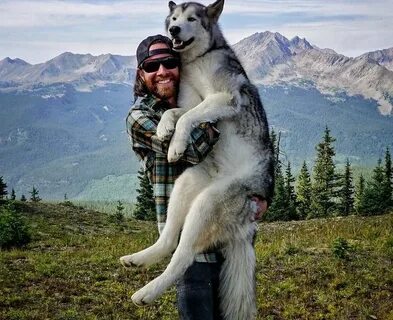 Dada dog