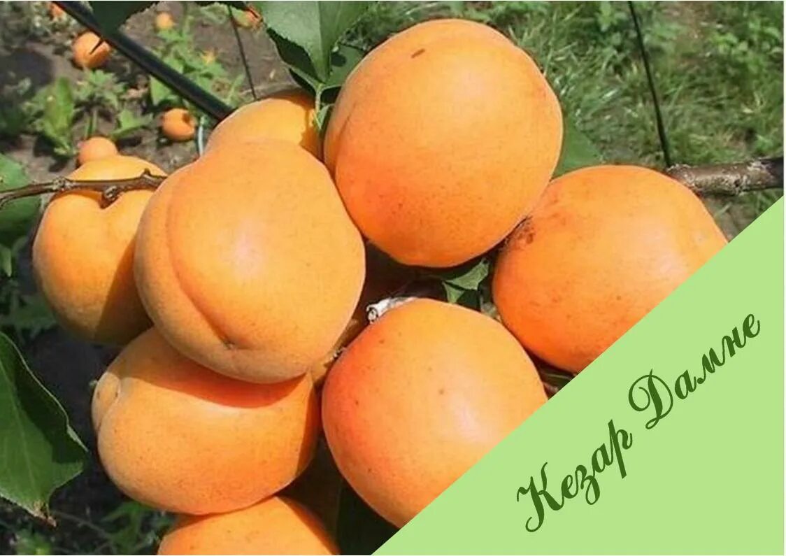 абрикос сибирский armeniaca sibirica. абрикос сибирский armeniaca sibirica. абрикос сибиряк байкалова. абрикос обыкновенный царский. абрикос восточно-сибирский.