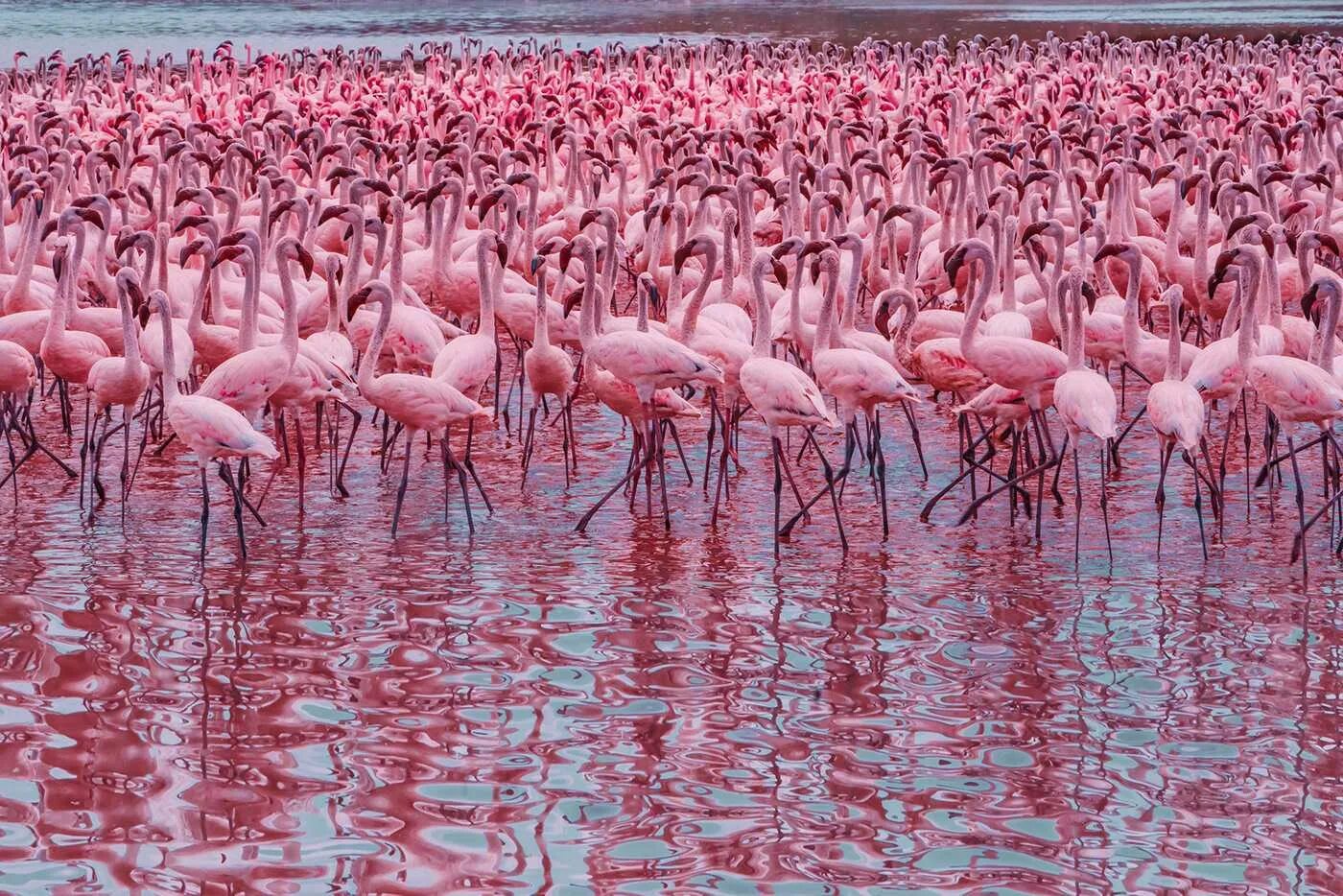 Можно встретить самые разные. Озеро Накуру Фламинго, Кения. Озеро Богория Кения. Озеро Богория Фламинго. Национальный парк озеро Накуру.