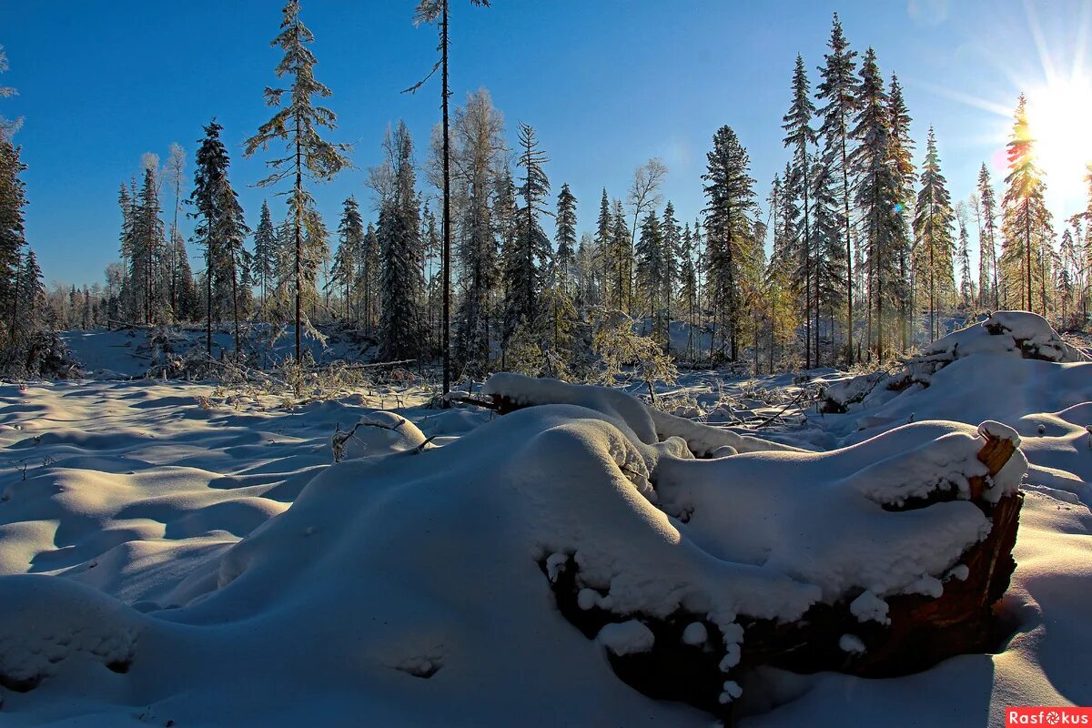 тайга горы буйба. зимний лес. Siberia taiga 3. береза в тайге кемеровская область. сибирская тайга зимой.