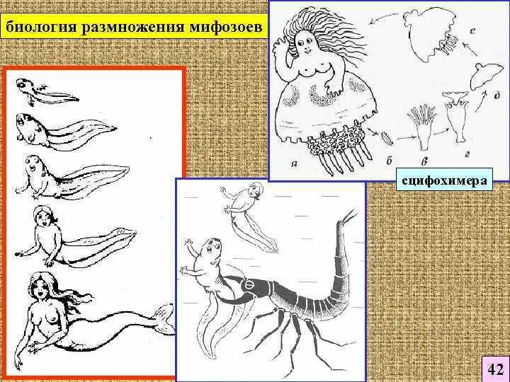 Размножение человека биология 6 класс. Эволюция средневековья и Возрождения в биологии. Мифозои книга. Эпоха Возрождения для эволюционных учений. Мифозои: история и биология мифических животных.