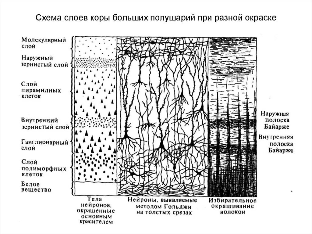 Слои клеток головного мозга. Строение миелоархитектоника коры головного мозга гистология. Слои коры больших полушарий схема. Клетки различных слоев коры головного мозга.