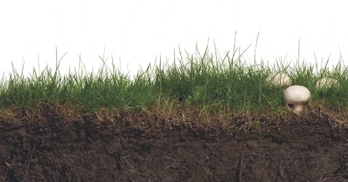 Зеленая земля в огороде что делать. Земля почва. Почва на белом фоне. Земля с травой. Слой почвы с травой.