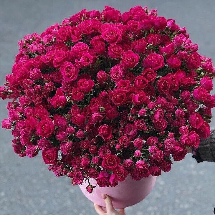 кустовые розы минск