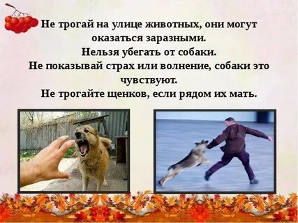 Не трогай песика 9 глава