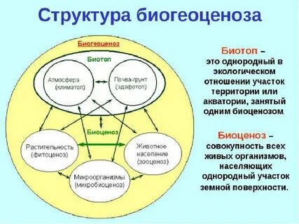 Почему биоценоз считают сложной системой