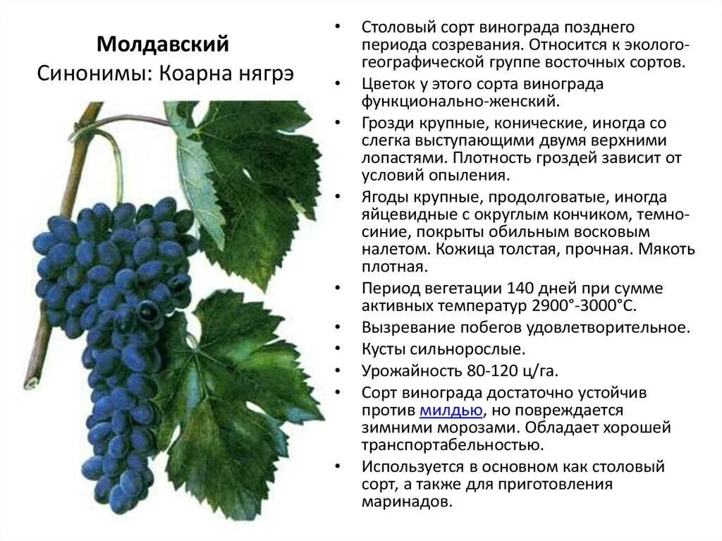 Листья сортов винограда. Различия сортов винограда. Как узнать сорт винограда. Сорт винограда по листу.