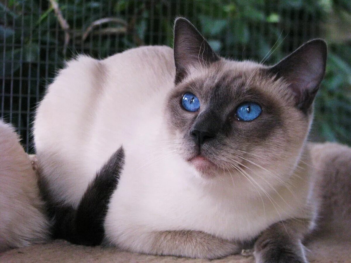 Как выглядят кошки породы. Тайская кошка Блю Пойнт. Сиамская кошка. Сиамский Блю Пойнт. Балинезийская кошка Блю-Пойнт.