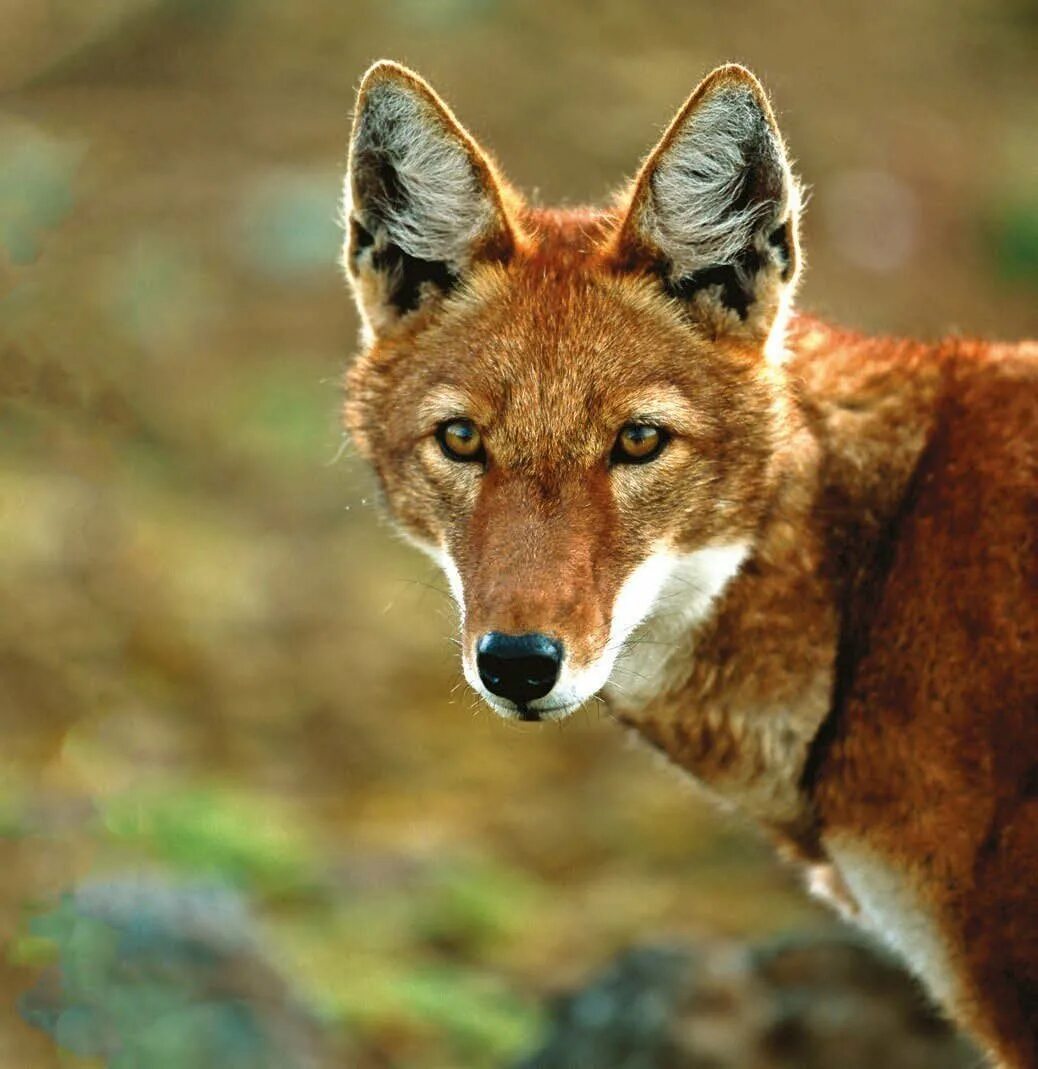 Эфиопский шакал. Эфиопский шакал (canis simensis). эфиопский гривистый волк. красный эфиопский волк. красный шакал.