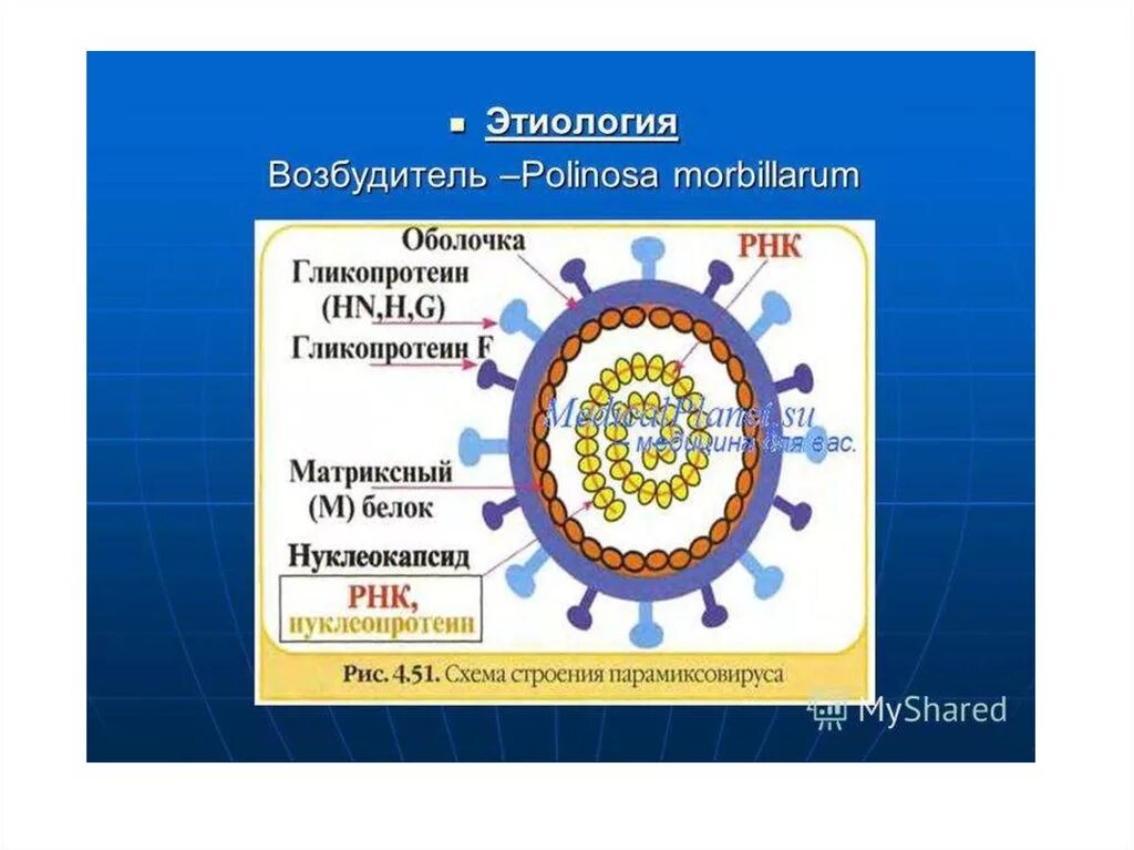 Вирус кори строение. Корь строение вируса. Этиология возбудитель –Polinosa morbillarum. Строение вируса возбудителя кори.