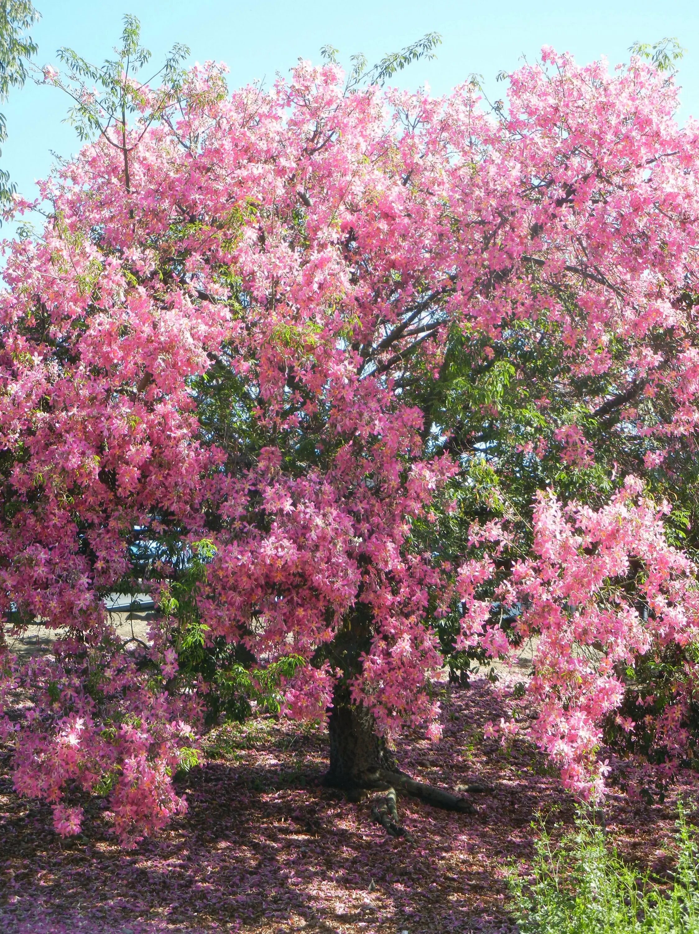 Розовое цветущее дерево название. Розовое дерево Aniba rosaeodora. Дерево цветет розовые цветы. Дерево цветет розовыми цветами.