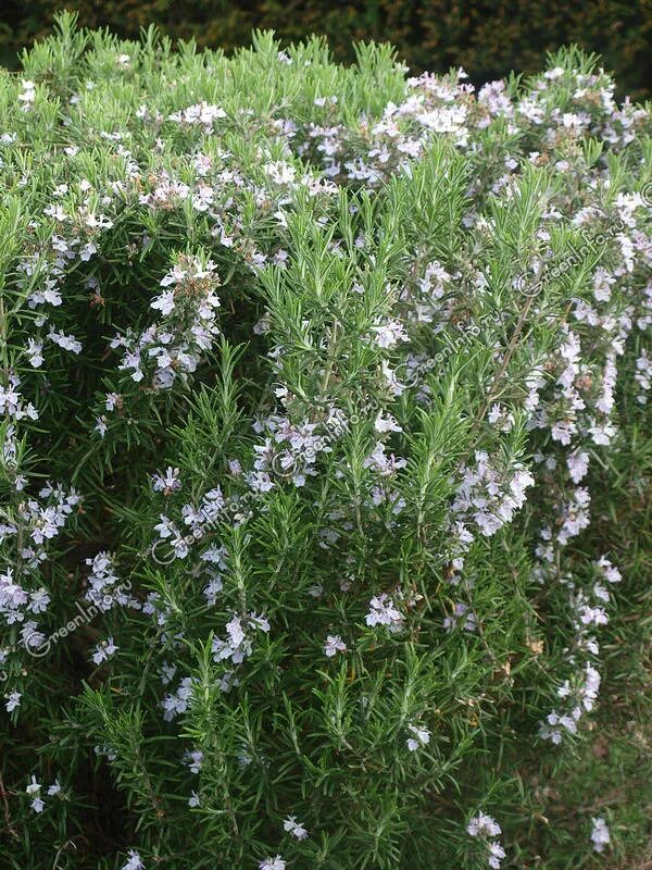 Розмарин лекарственный семейство. Rosmarinus officinalis. Розмарин officinalis. Розмарин лекарственный семейство. Розмарин блю лагун.