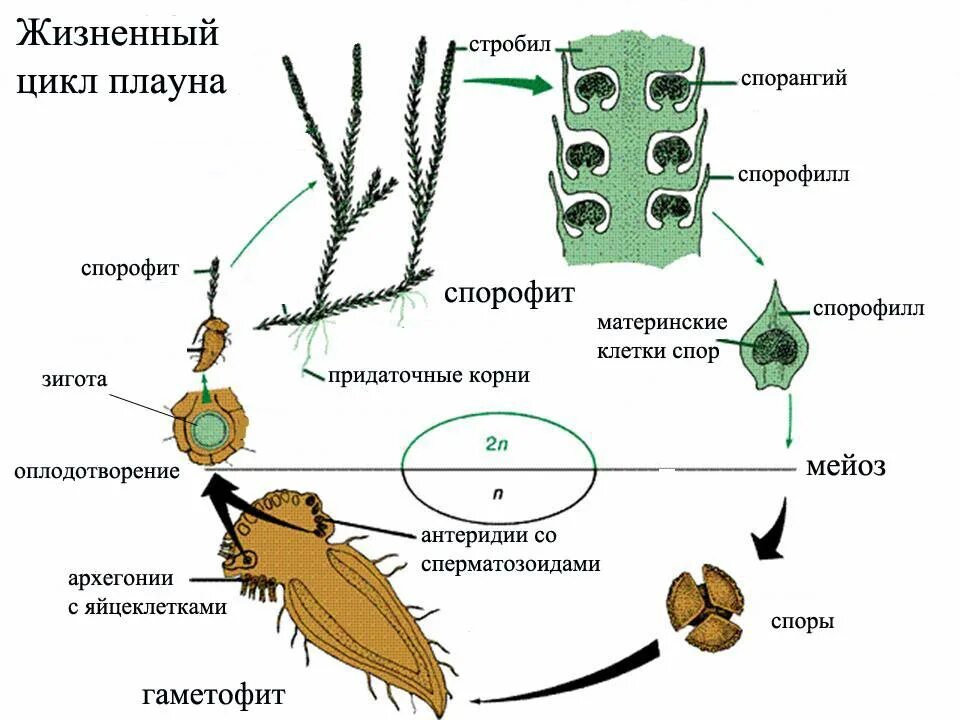 Этапы жизненного цикла плауна. Жизненный цикл плаунов схема. Жизненный цикл плауна схема. Цикл размножения плауна. Гаметофит имеет листья