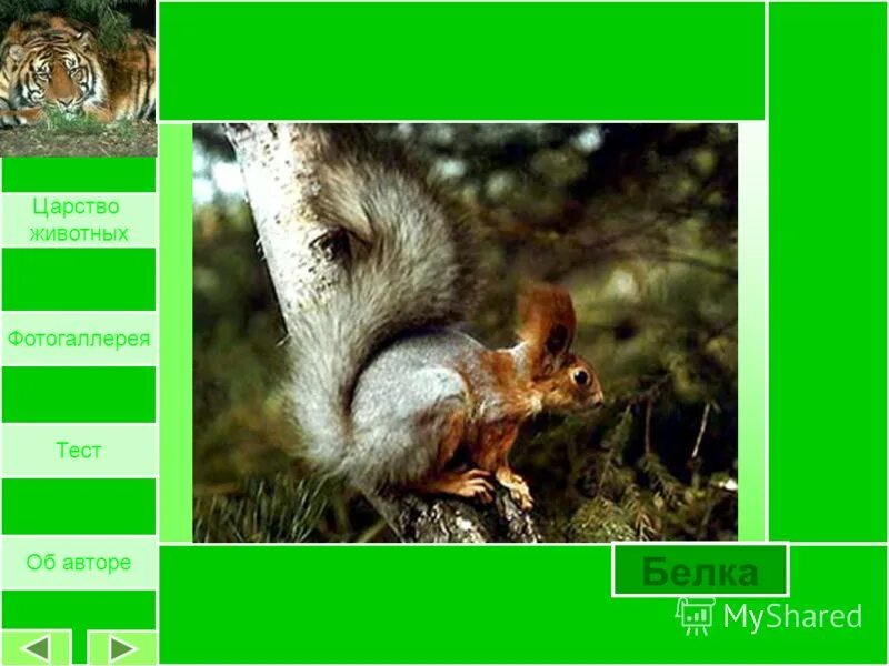 Ихтиология это в биологии. Тесты царство животных. Ихтиология это кратко. Характеристика царства животные 5 класс биология. Тесты царство животных.