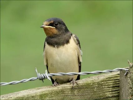 Country birds