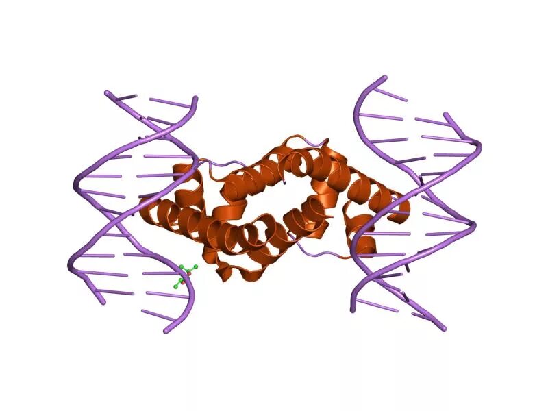 Сигма-70 e. coli. Sigma Factor. Сменные Сигма факторы e.coli. Сигма рисунок. Сигма фактор