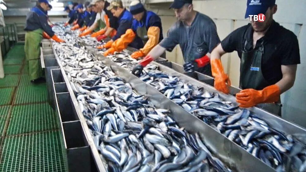 нижневартовский рыбоконсервный комбинат санта-мария. усть камчатск завод ничира. рыбный цех. рыбоперерабатывающий завод сахалин. фасовщик морепродуктов.