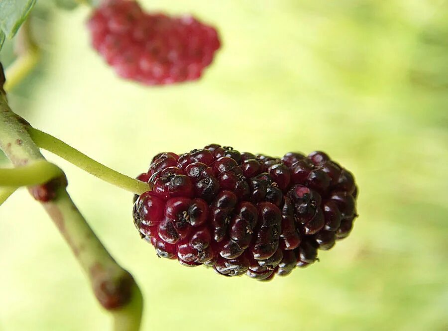 Шелковица использовать. Тутовник шелковица. соплодие шелковицы. hem hexa mulberry шелковица. тутовник, шелковица фармакогнозия.