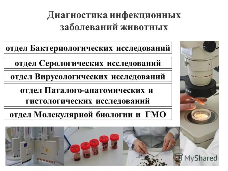 методы исследования при инфекционных заболеваниях. экспресс диагностика инфекционных заболеваний. экспресс диагностика инфекционных заболеваний. достоинства и недостатки бактериологического метода исследования. принципы диагностики инфекционных болезней.