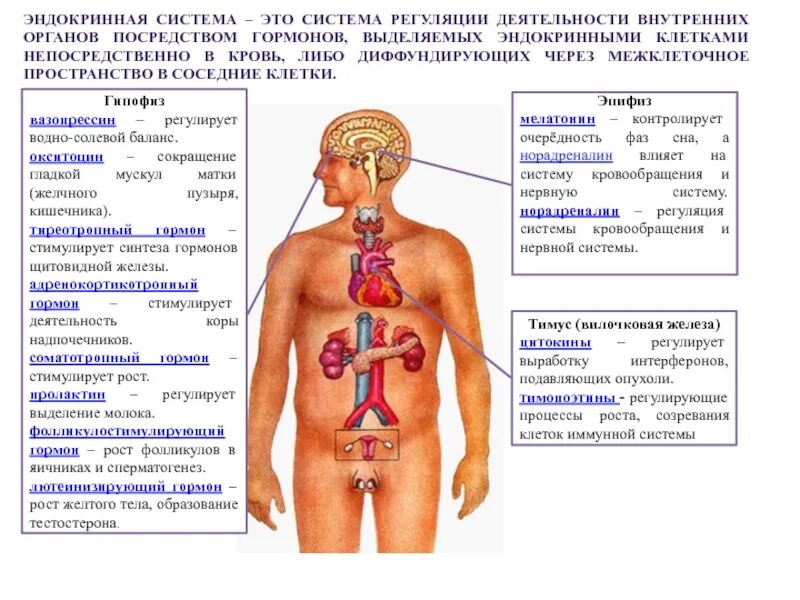 Железы регулирующие работу других желез. .Система желез внутренней секреции. Функции. Эндокринная система органы внутренней секреции. Железы внутренней секреции анатомия. Железы внутренней секреции к какой системе.