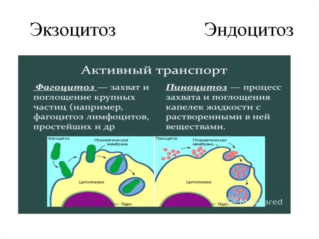 Плазматическая мембрана эндоцитоз. Фагоцитоз пиноцитоз эндоцитоз экзоцитоз. Эндоцитоз этапы фагоцитоза пиноцитоз экзоцитоз. Процесс эндоцитоза схема.