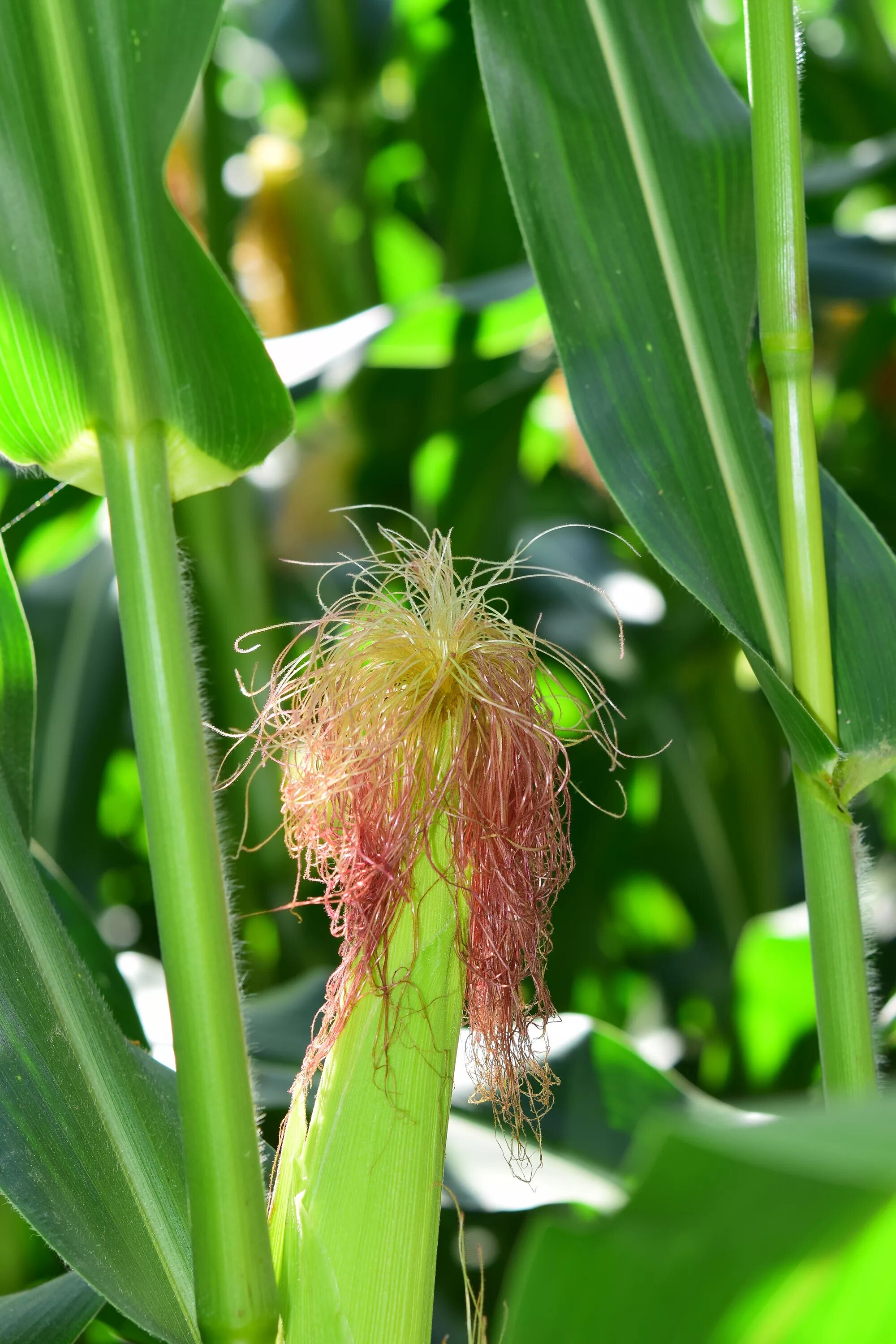Початок цветок. Кукуруза растение с початками. Кукуруза злаковое растение. Цветение початка кукурузы. Кукуруза это травянистое растение.