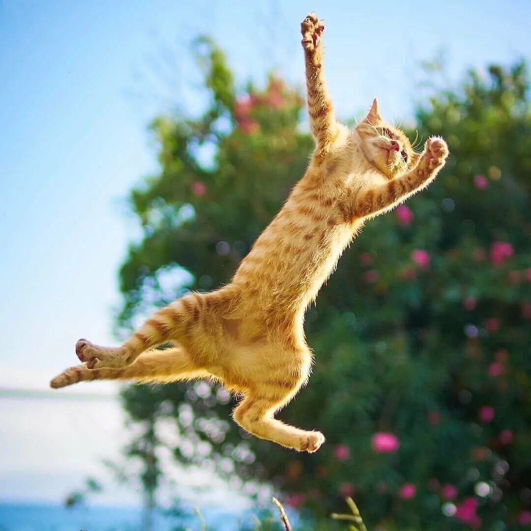 Кошка в прыжке. Танцующий кот. Рыжая кошка в прыжке. Радостный кот.