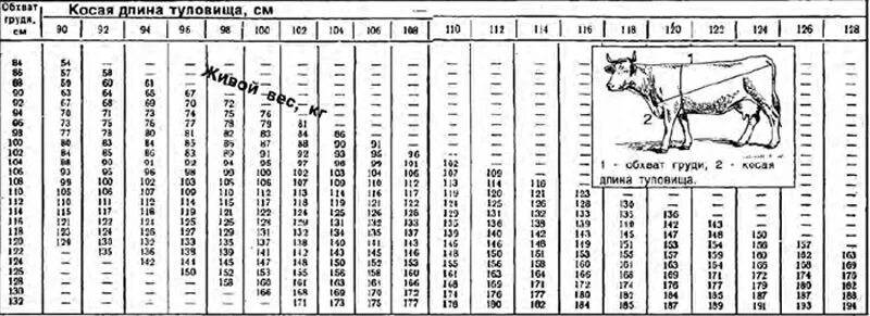 Сколько растет корова. Таблица измерения КРС живым весом. Таблица измерения КРС живым весом Быков. Таблица замера КРС по обхвату грудной. Таблица замера крупного рогатого скота.