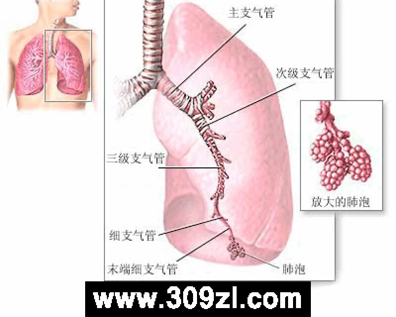 новый трахеит