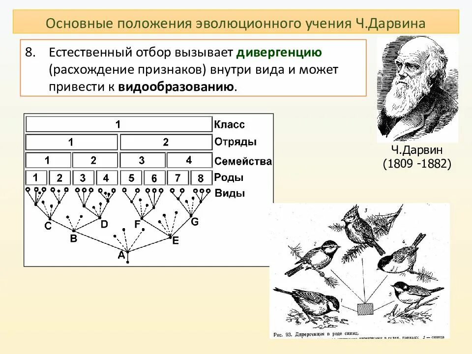 Эволюционное учение по Дарвину. Основные положения эволюционного учения ч Дарвина. Теория естественного отбора Дарвина. Эволюционное учение Дарвина естественный отбор.