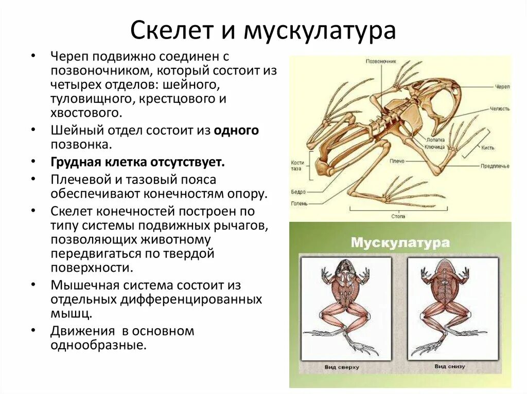 Мышечная система земноводных. Опорно двигательная система амфибий. таблица по биологии 8 класс опорно двигательная система земноводных. опорно двигательная система земноводных амфибий. опорно двигательная система амфибий кратко.