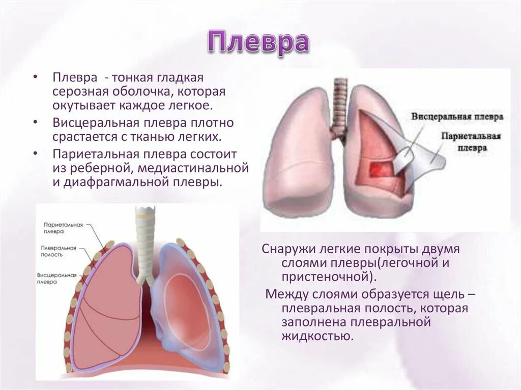 Строение легочной и пристеночной плевры. Пристеночная плевра строение. Плевра строение анатомия. Строение и функции лёгких и плевры. Каждое легкое покрыто оболочкой