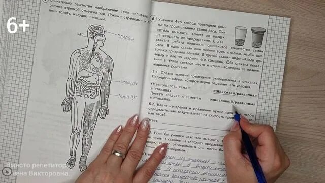 Батырева впр 4. Батырева впр 4
