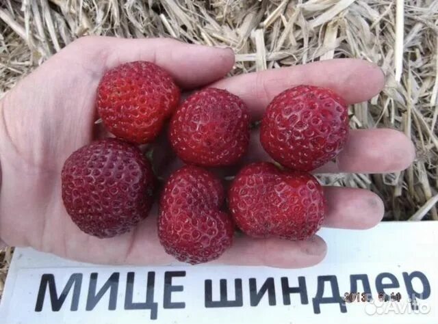 Купить Саженцы МИЦЕ ШИНДЛЕР (Веденсвил-7) у частных селекционеров