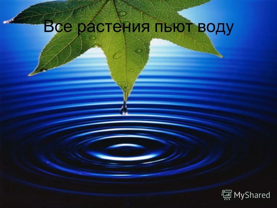 как растения пьют воду шаблон для презентации. дождевая вода. растения пьющие воду. полив огорода лейкой.