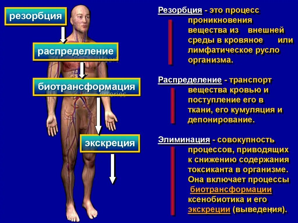 Процесс резорбции. Степень резорбции и депонирования. Резорбция это в фармакологии. Вода проникающие в организм