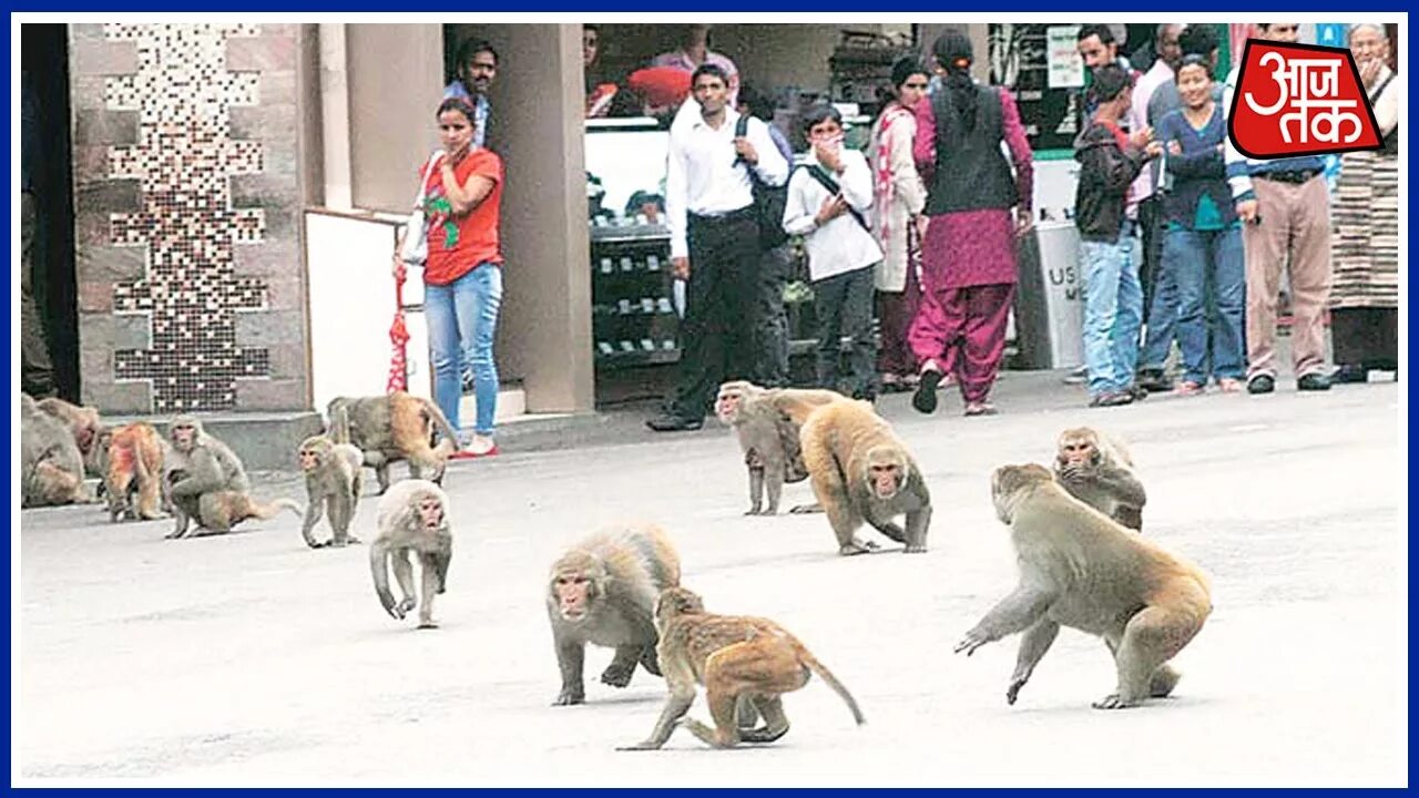 Нападение обезьян. Обезьяна на улице. Обезьяны в Индии нападают. Обезьяны в Индии нападают на людей.