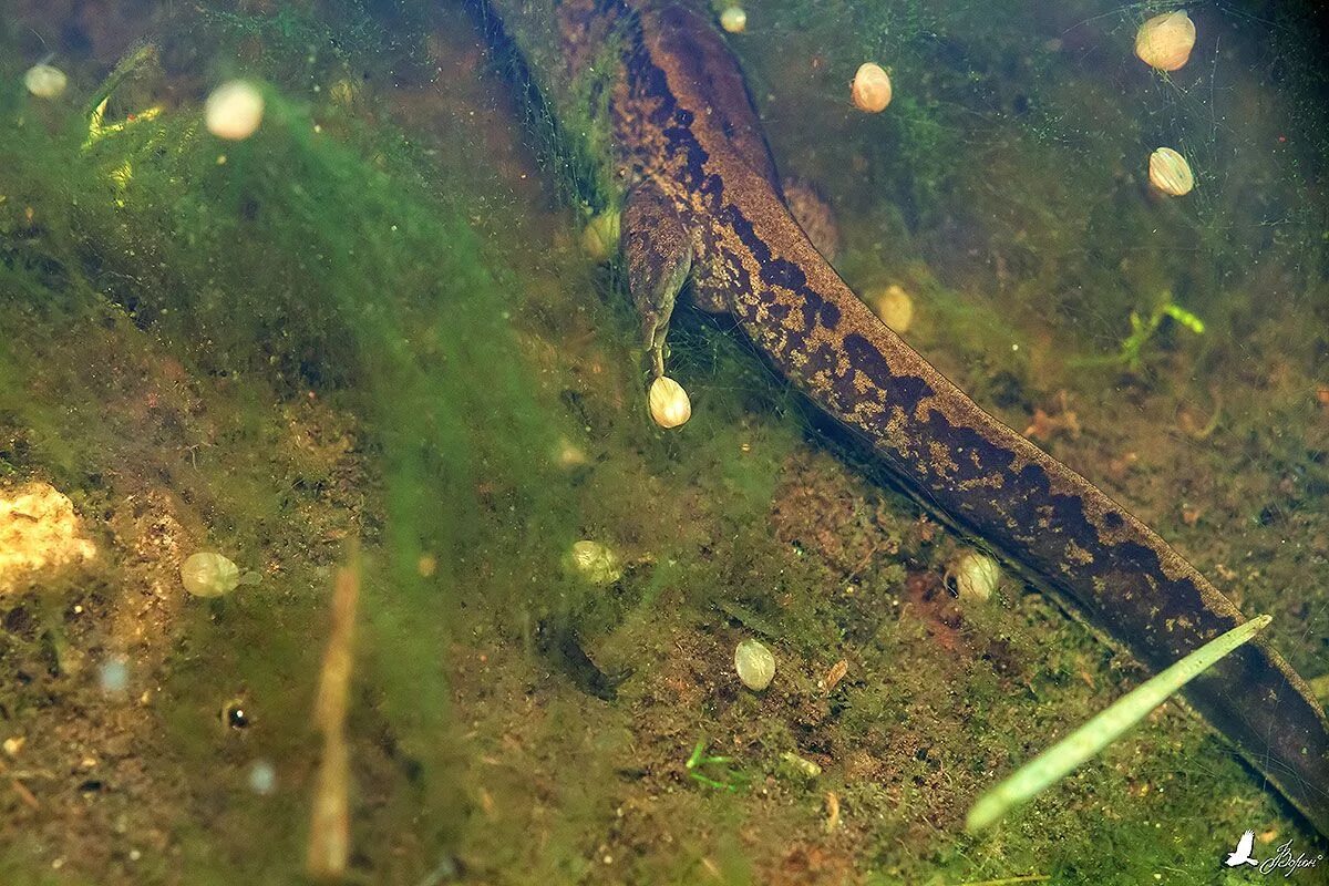 Мальки тритона обыкновенного. Икринки тритона обыкновенного. Икра тритона обыкновенного. Икра тритона обыкновенного. Икра тритона.